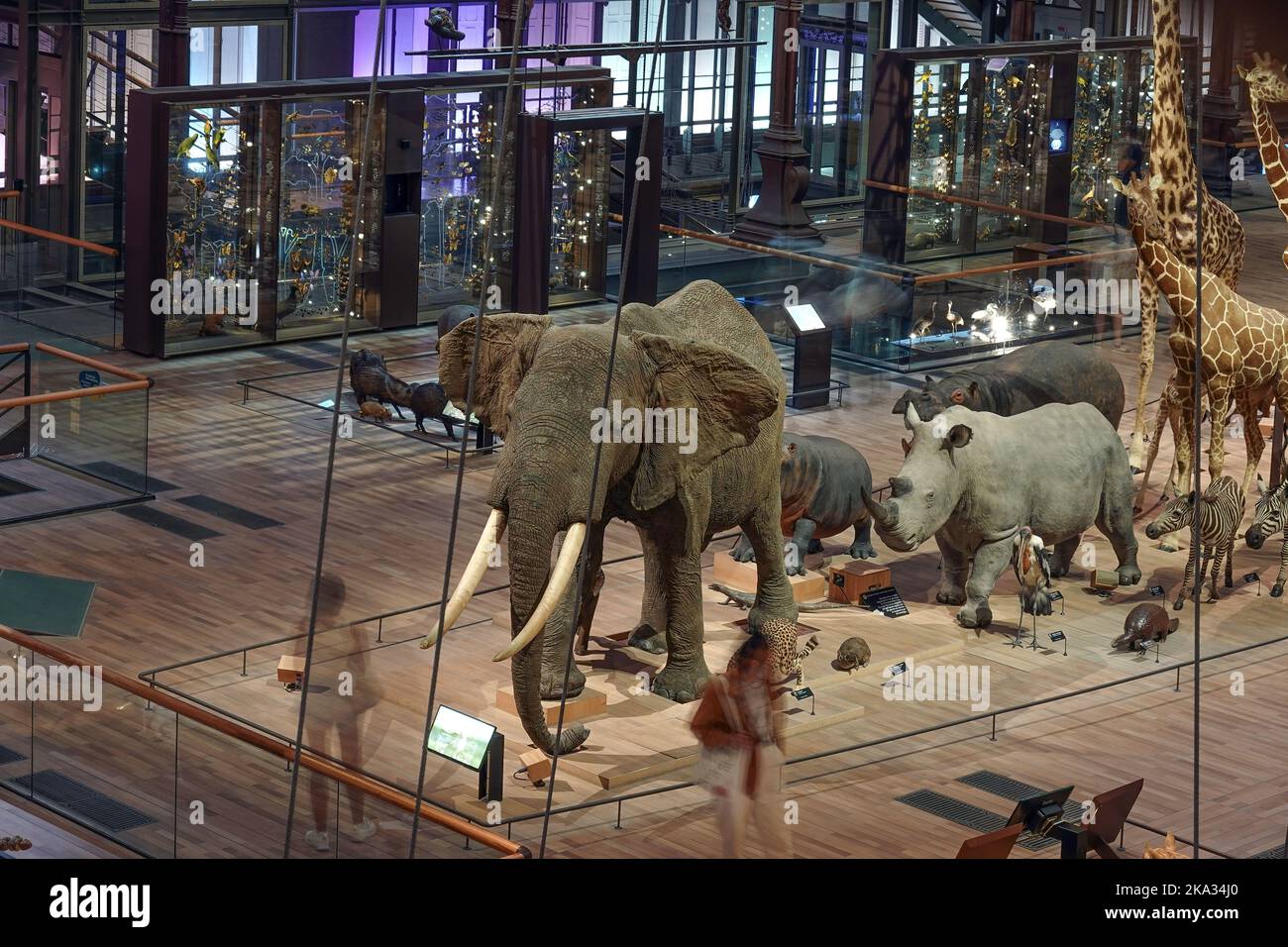 France, Paris, Museum National d'Histoire Naturelle - Jardin des Plantes - Le Grande Galerie de L'Evolution National Museum of Natural History,  Jardi Stock Photo