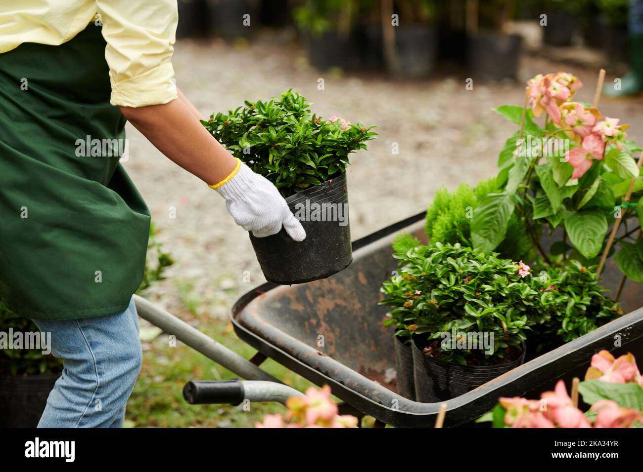 Gardening center worker putting potted plants in wheelbarrow Stock ...