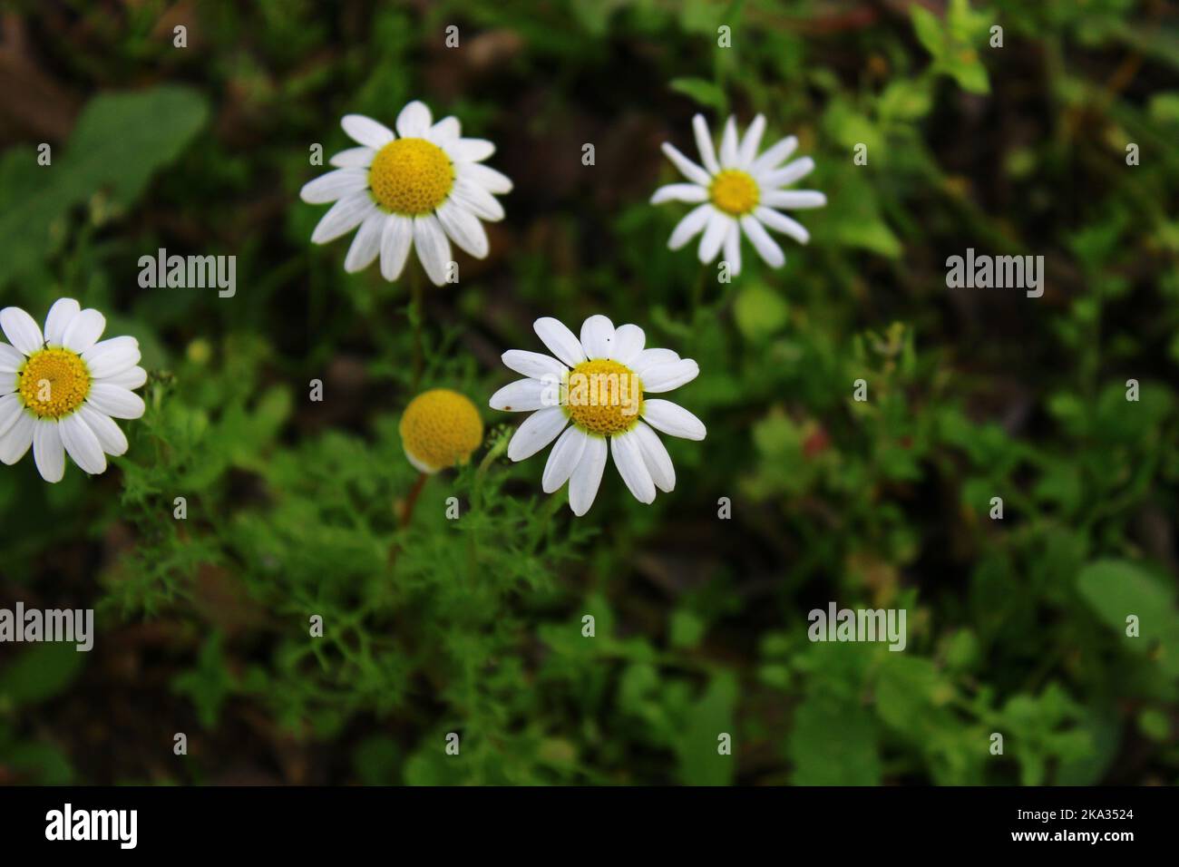A closeup of Anthemis cotula, also known as stinking chamomiles. Stock Photo