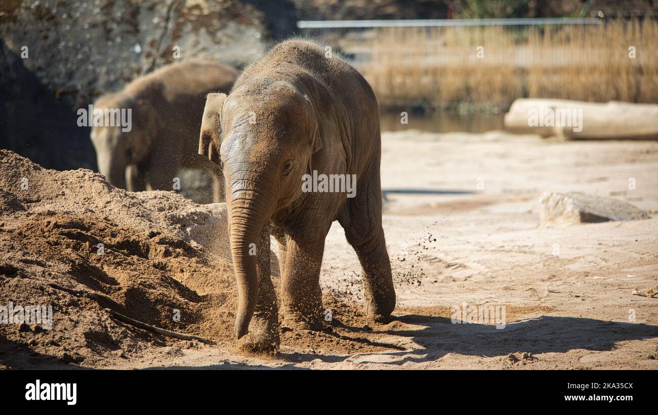 A beautiful shot of two elephants playing mud near the pond Stock Photo