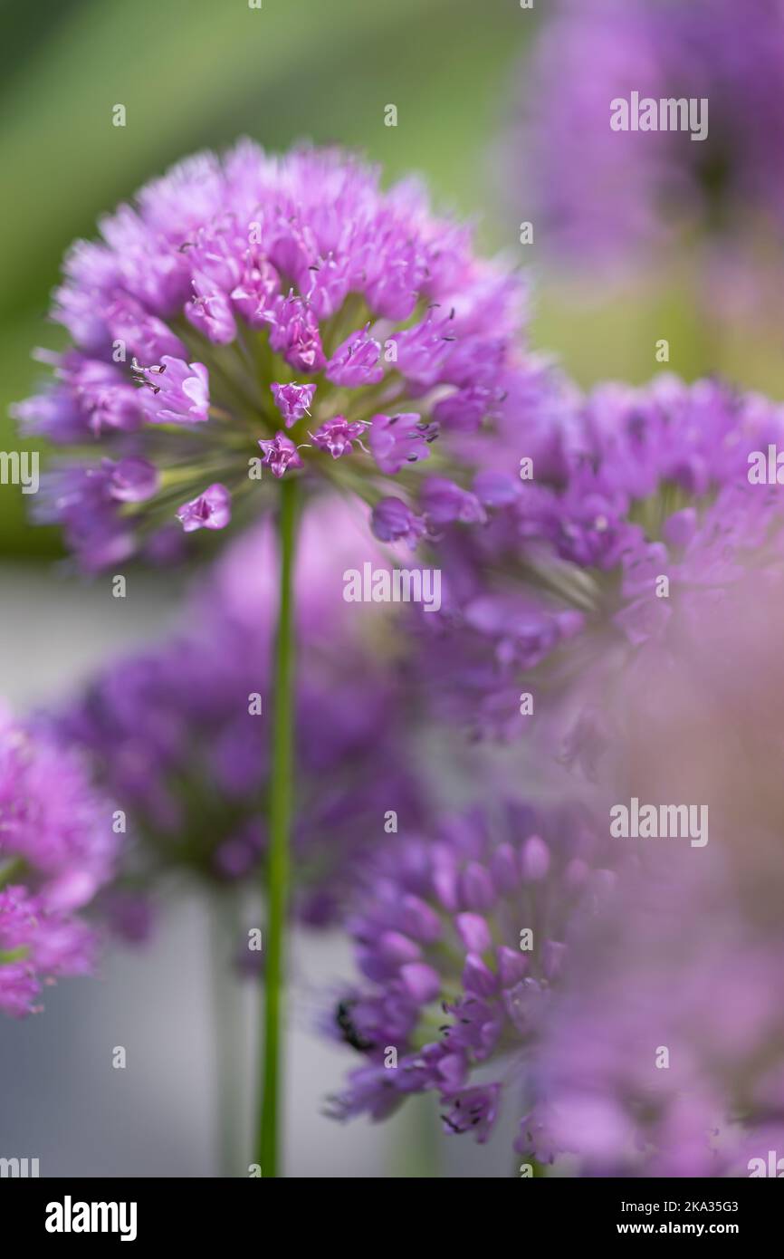 Velvet German garlic (allium lusitanicum) with blurry foreground and background Stock Photo