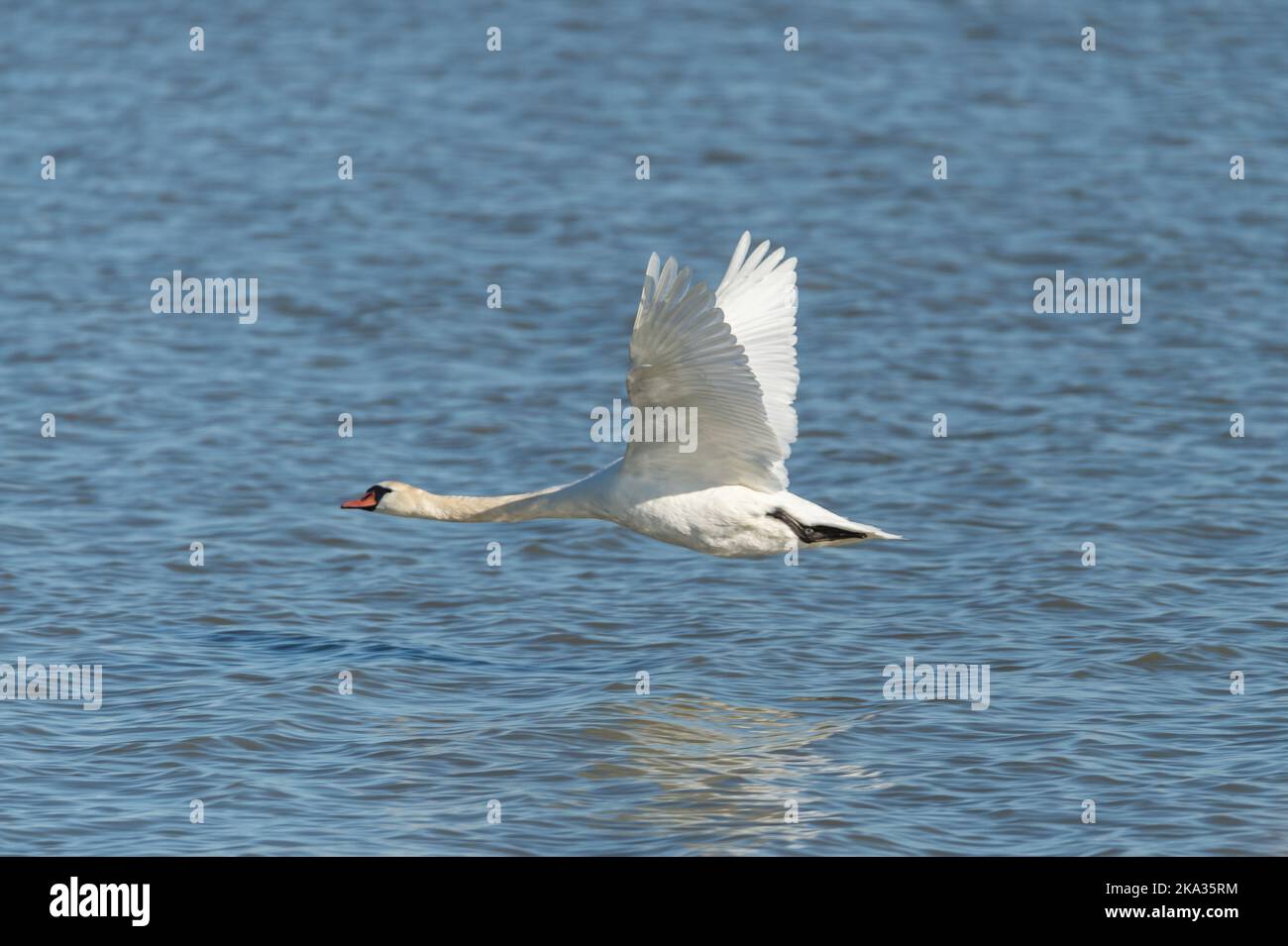 Flying mute swan, Cygnus olor. Nature photography taken in Sweden in ...