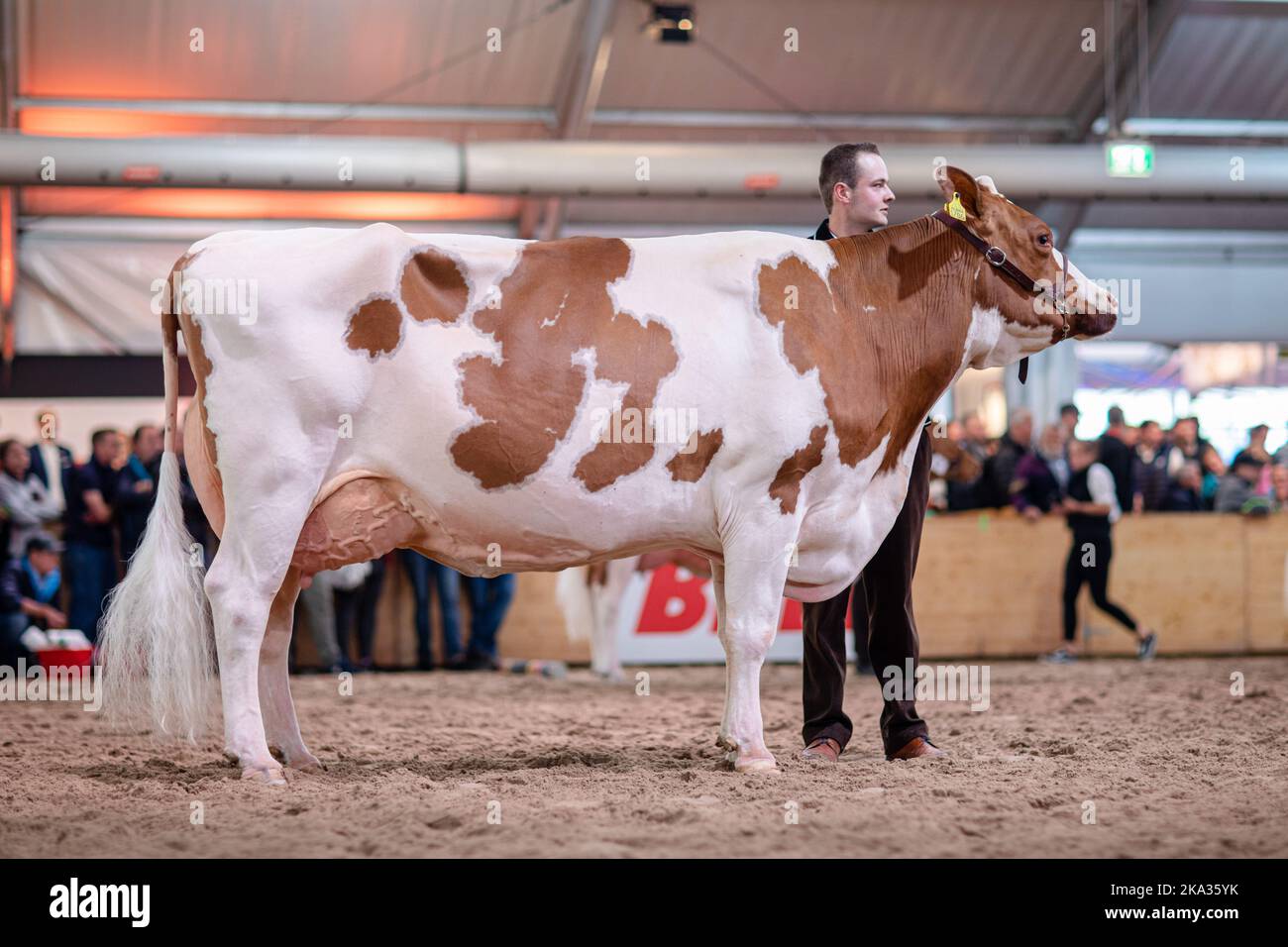 An Ayrshire cattle offered for visitors during BEA exhibition in Bern, Switzerland Stock Photo