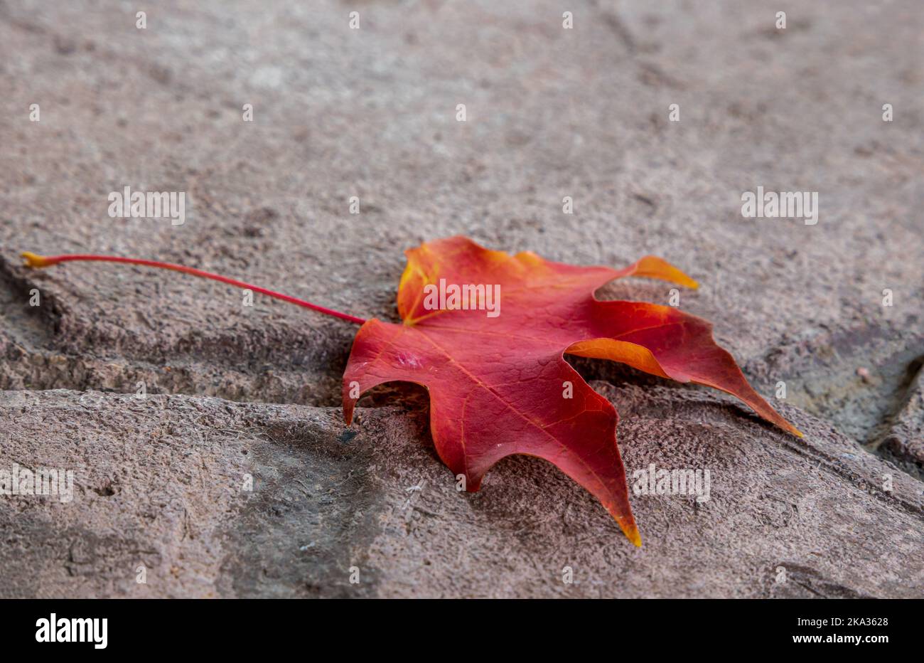Red maple leaf on a concrete tiled background Stock Photo