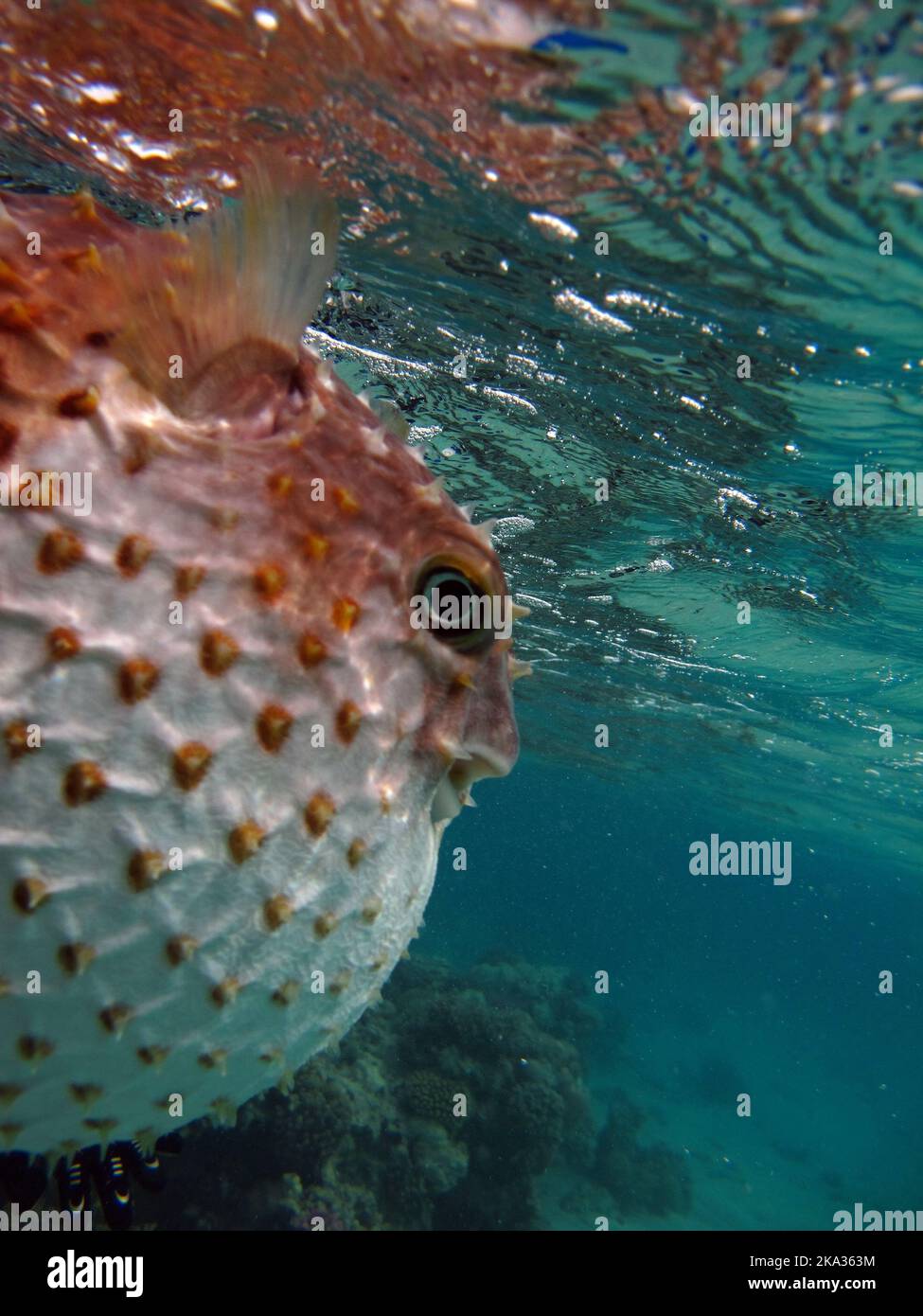 Fish hedgehog. Yellow-spotted cyclicht - grows up to 34 cm, feeds on crustaceans and molluscs. Stock Photo