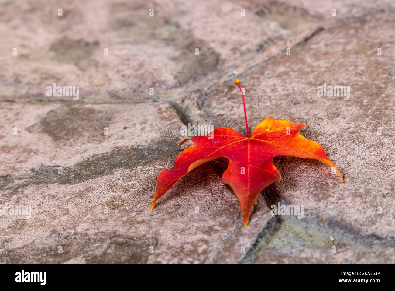 Red maple leaf on a concrete tiled background Stock Photo