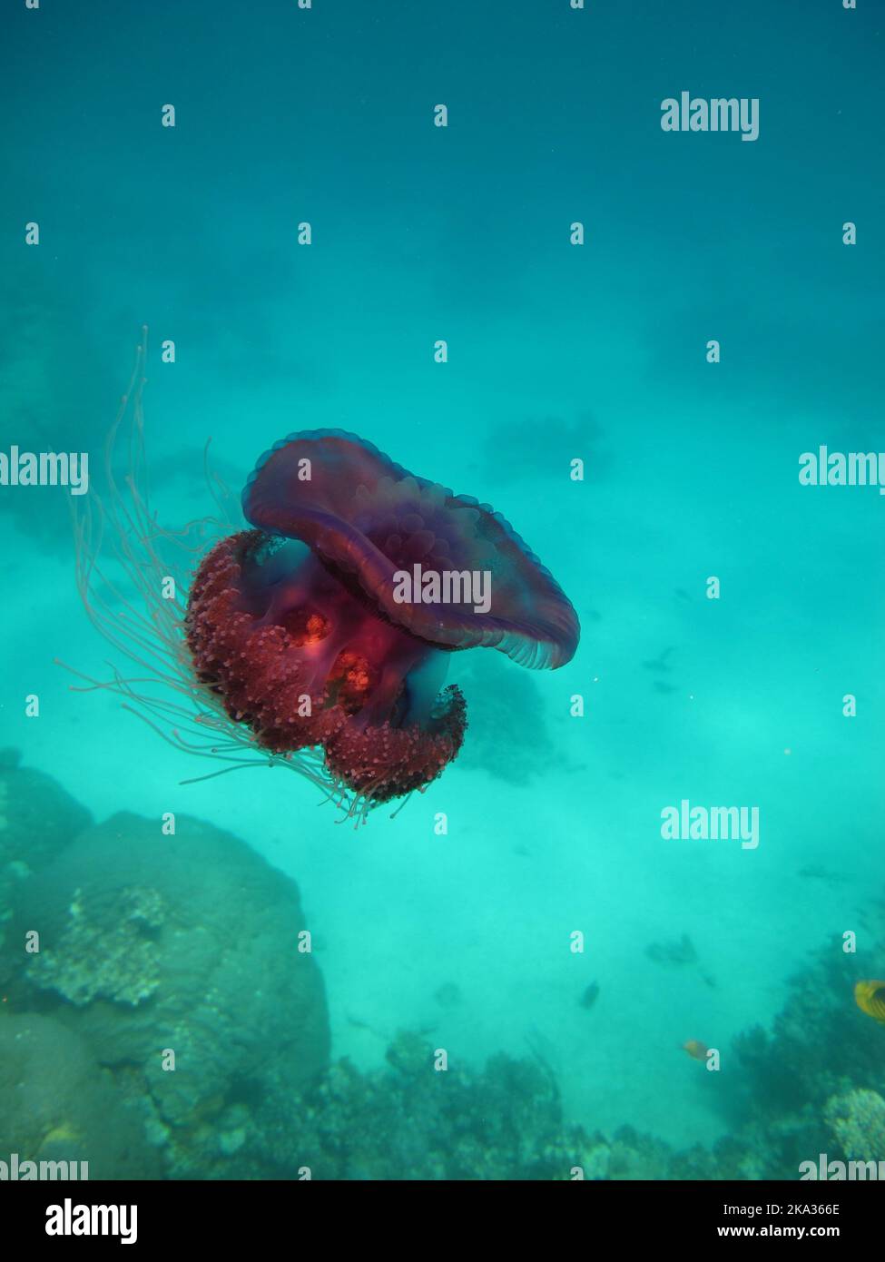 Jellyfish cauliflower, (Cephea cephea), or Cauliflower ellipse on the