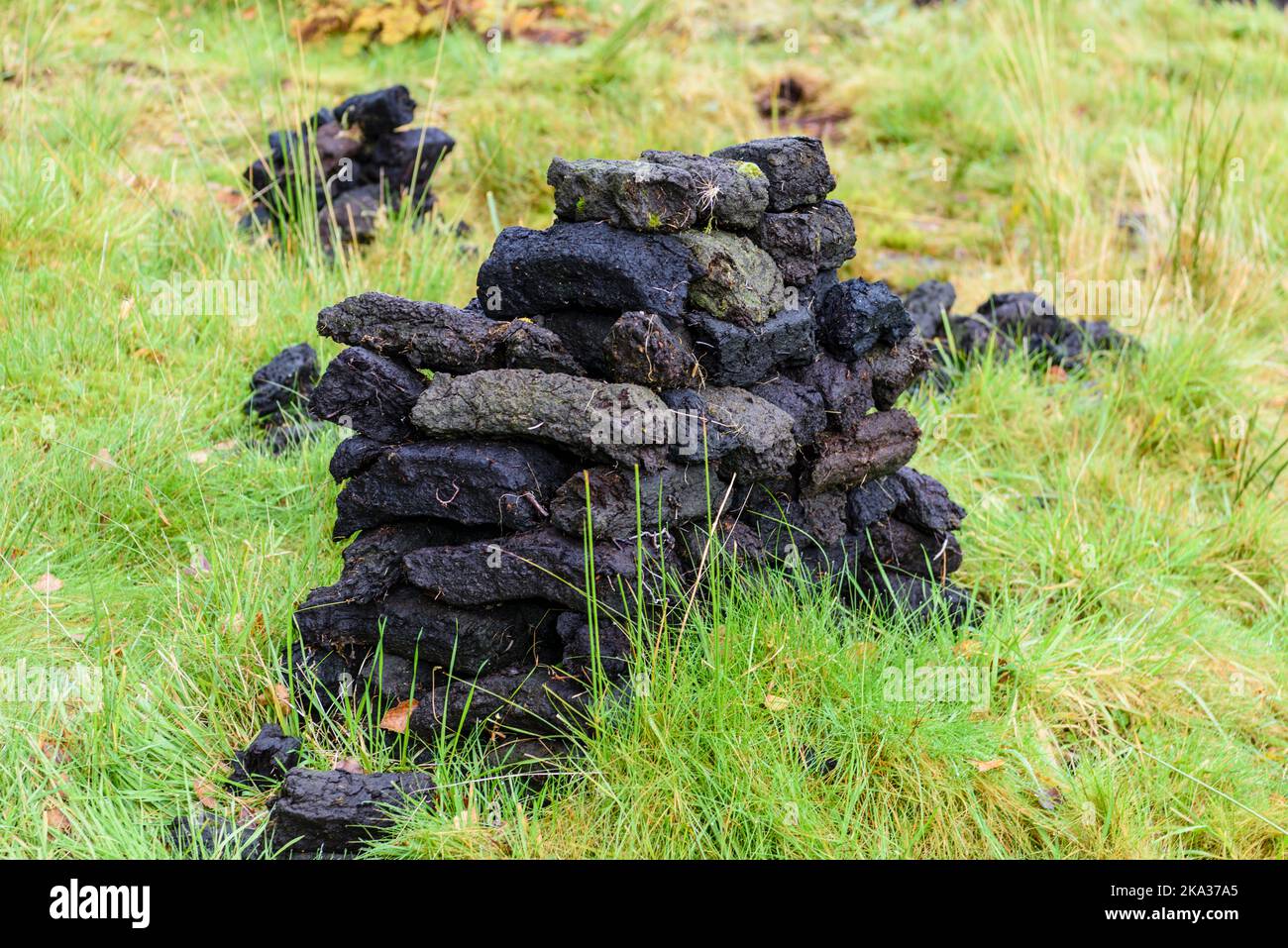 Peat turf bricks drying on grass after being cut from the bog.  Turf is still a popular domestic heating source in Ireland. Stock Photo