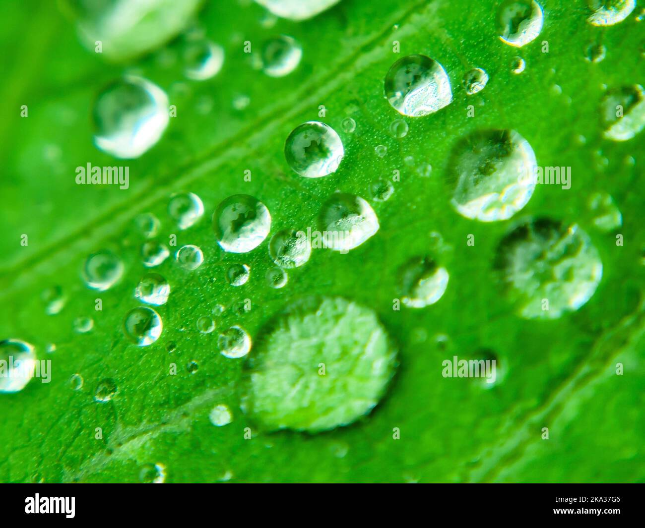 A closeup of waterdrops on fresh green leaf background Stock Photo - Alamy