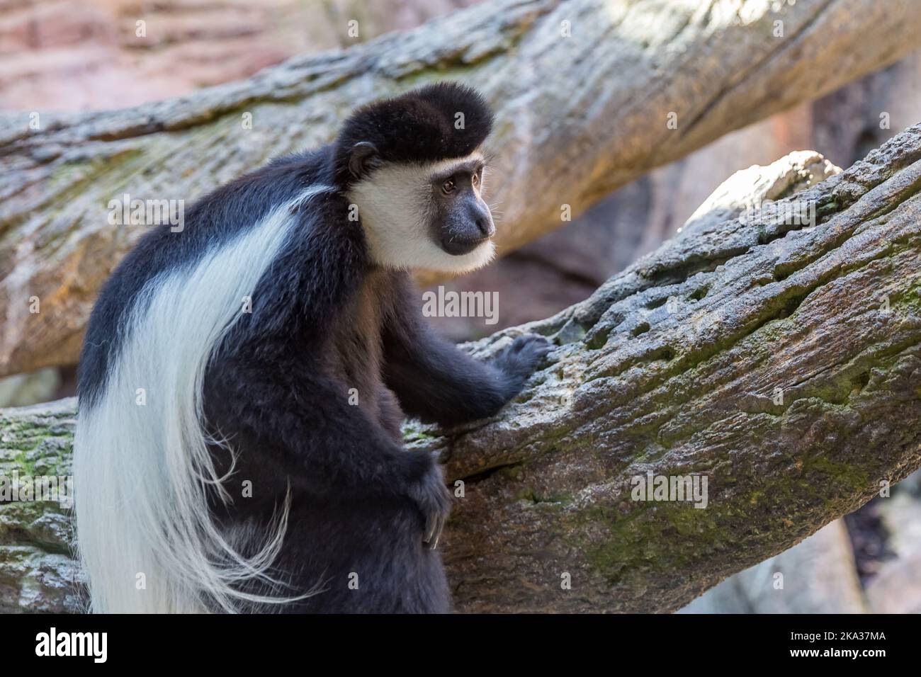 A closeup of an adorable black-and-white colobus old world monkey sitting on the tree branch Stock Photo