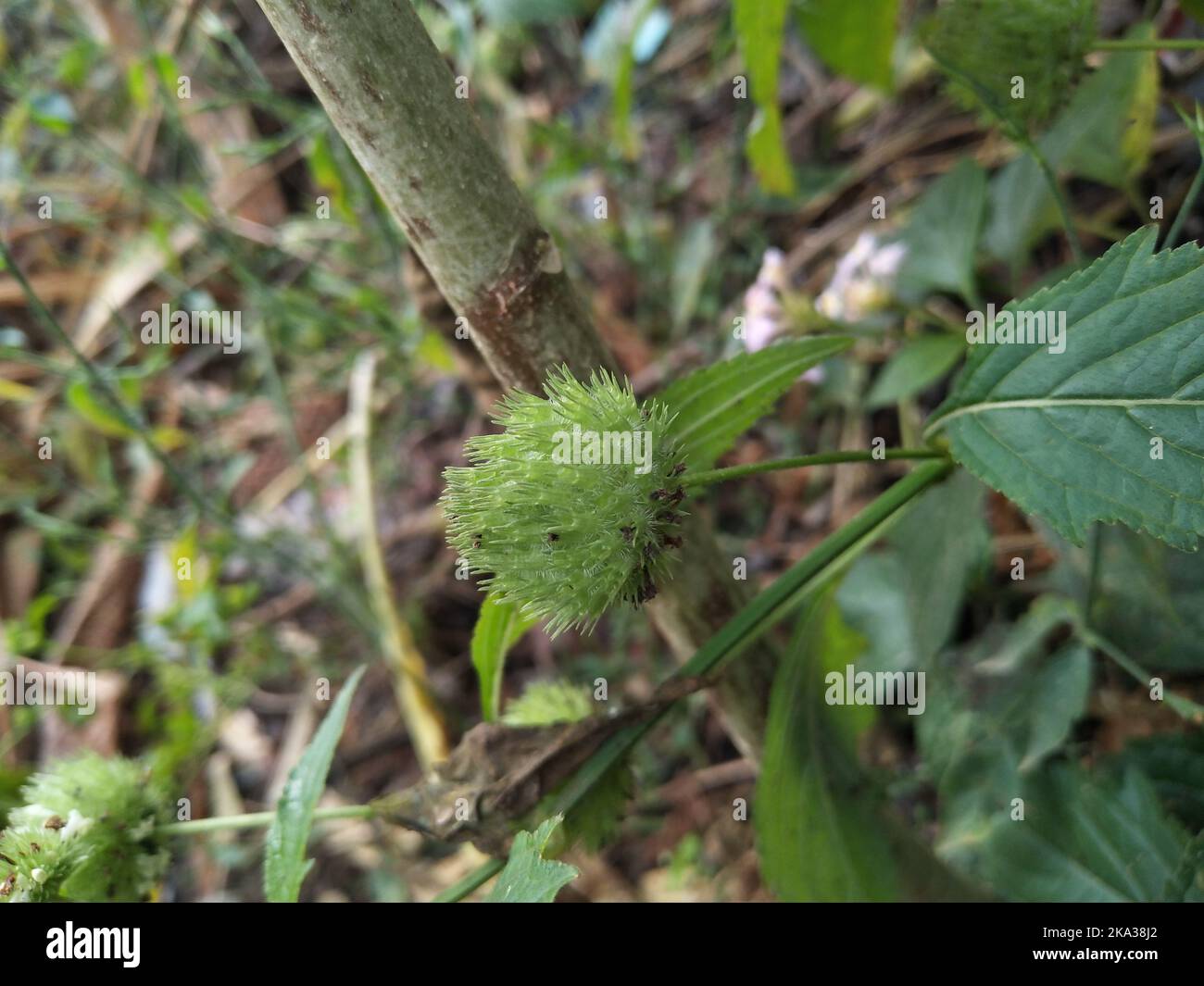 Hyptis is a genus of flowering plant in the family Lamiaceae. These plants, known commonly as bushmints Stock Photo