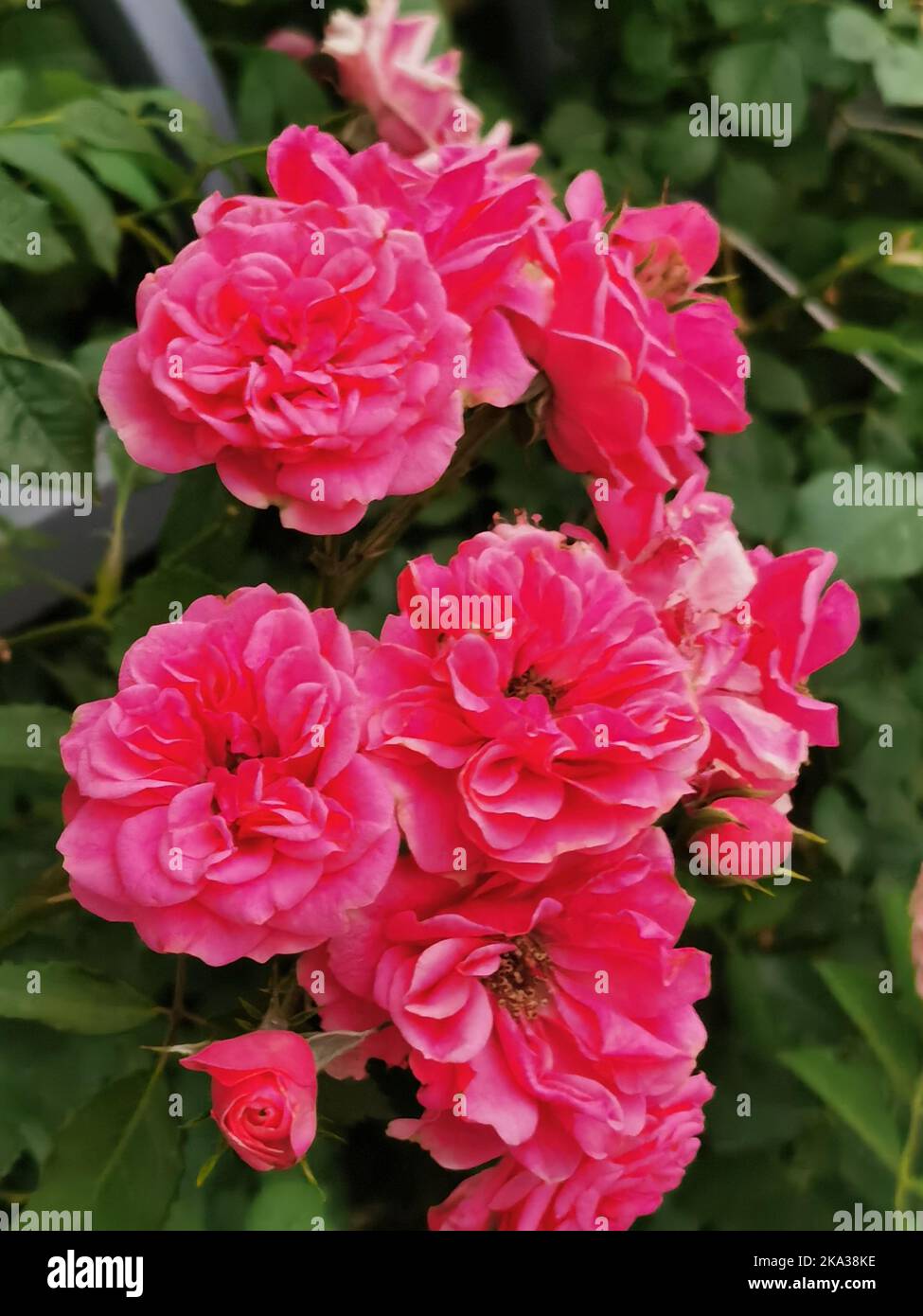 A closeup shot of growing pink roses in background of green leaves ...
