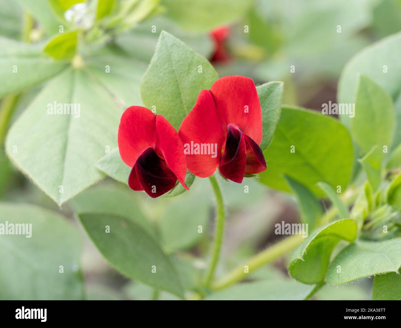 The bright red and maroon flowers of the asparagus pea - Lotus tetragonolobus Stock Photo