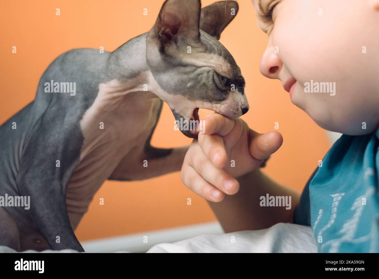Domestic cat bites a little girl Stock Photo