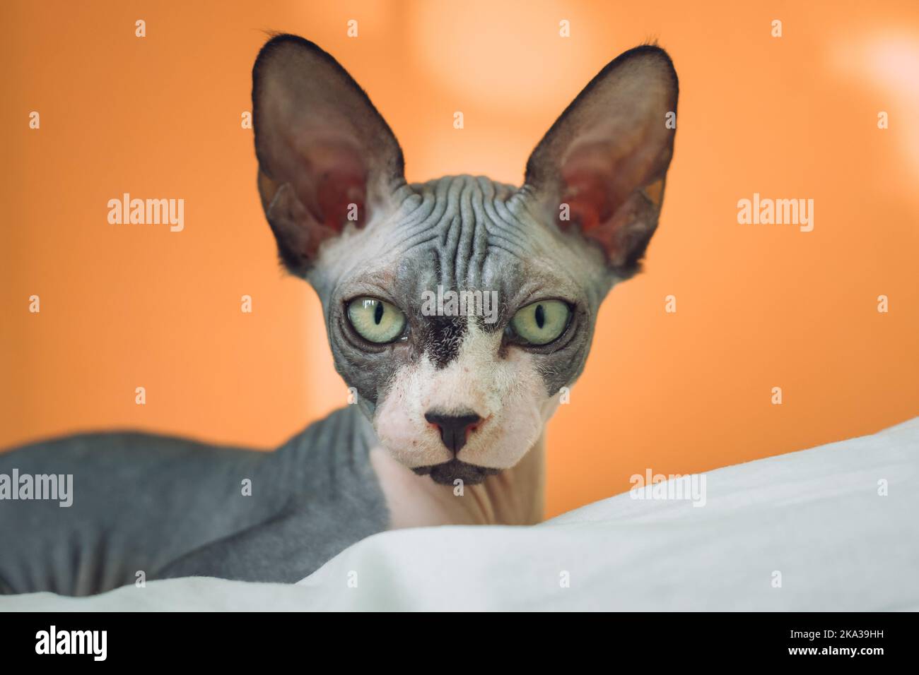Portrait of Sphynx cat. Close-up Domestic cat Stock Photo