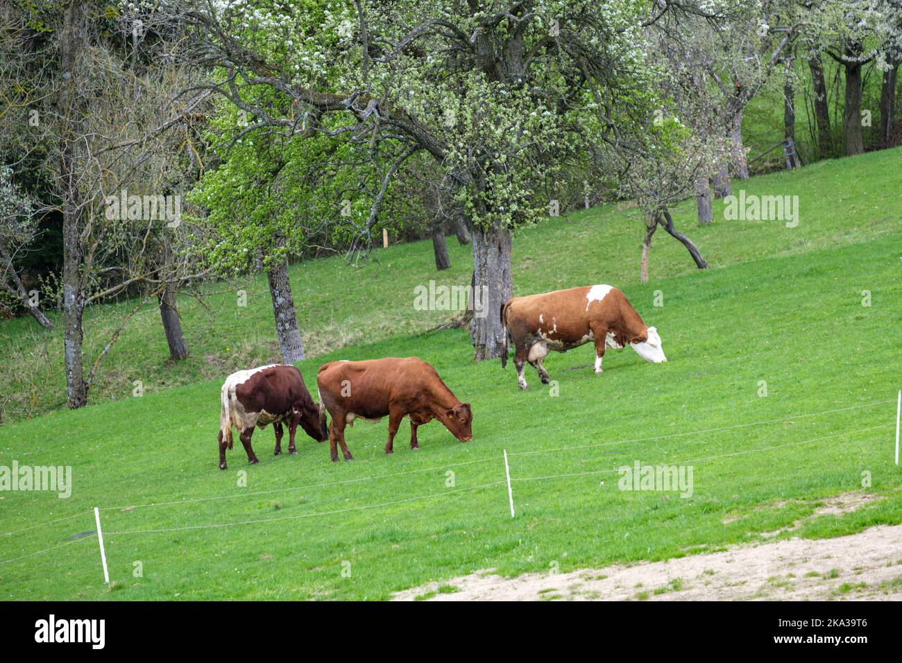 The three cows grazing in the green field with blooming trees Stock ...