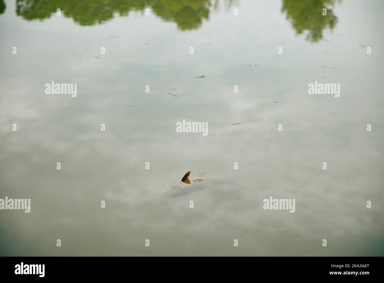 Dead fish floating in a swamp because of pollution Stock Photo