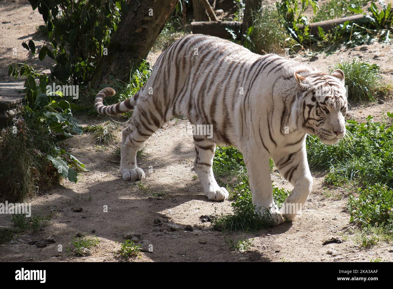 A view of white Bengal tiger walking on sandy and rocky ground surrounded by grass Stock Photo