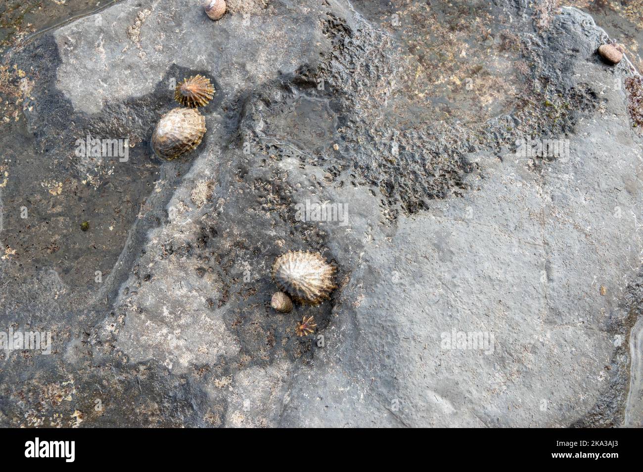 Limpets aquatic snails attached to a rock Stock Photo