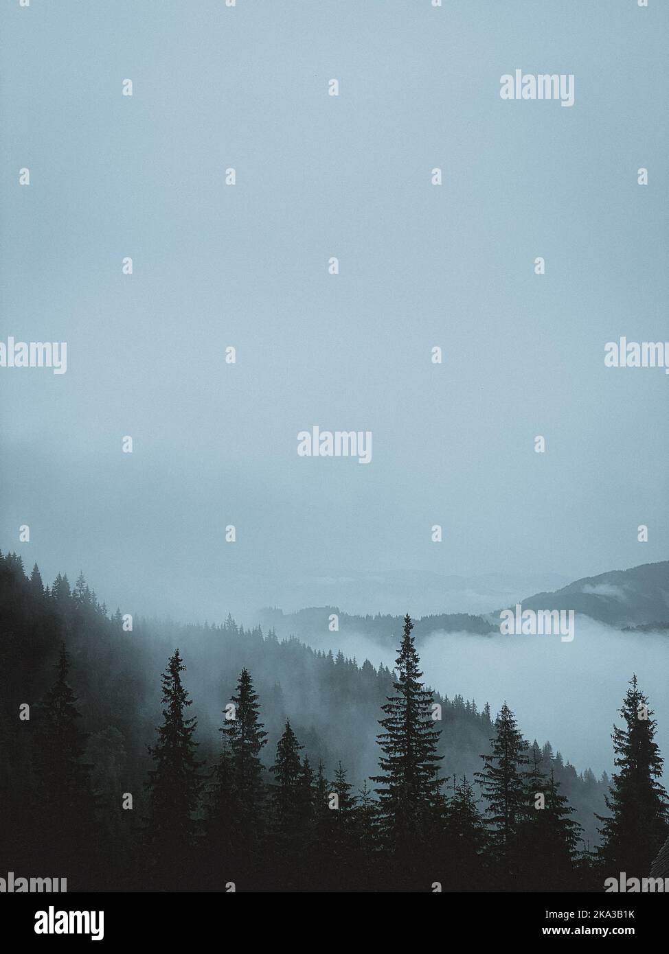 Mountain forest in fog and clouds Stock Photo