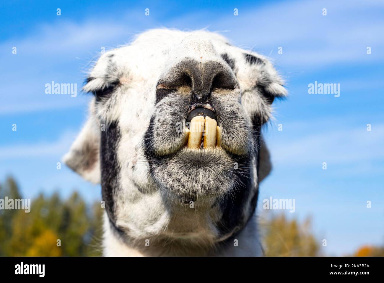 Portrait of a llama with teeth Stock Photo