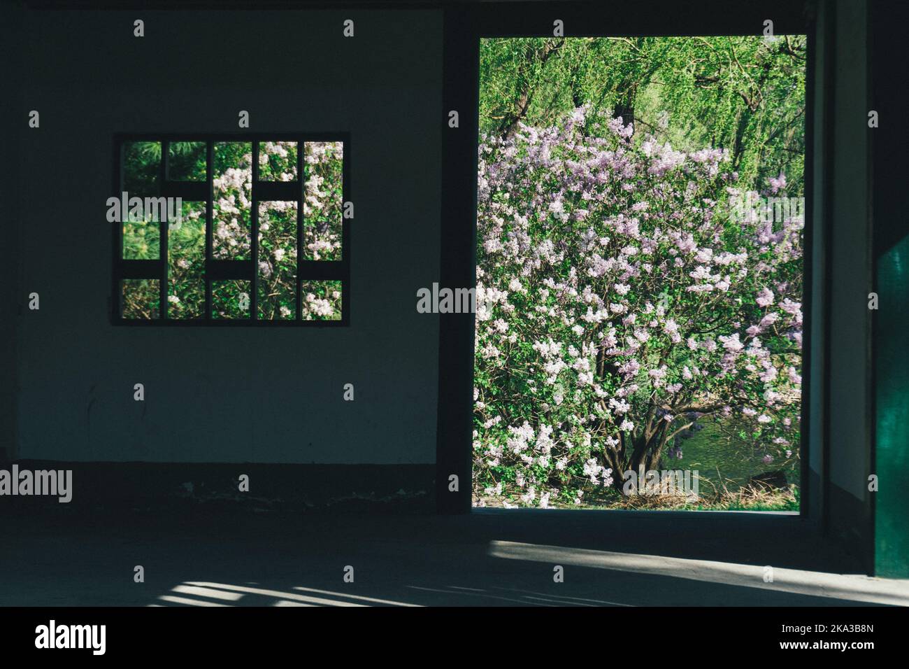 Blossom through window hi-res stock photography and images - Alamy
