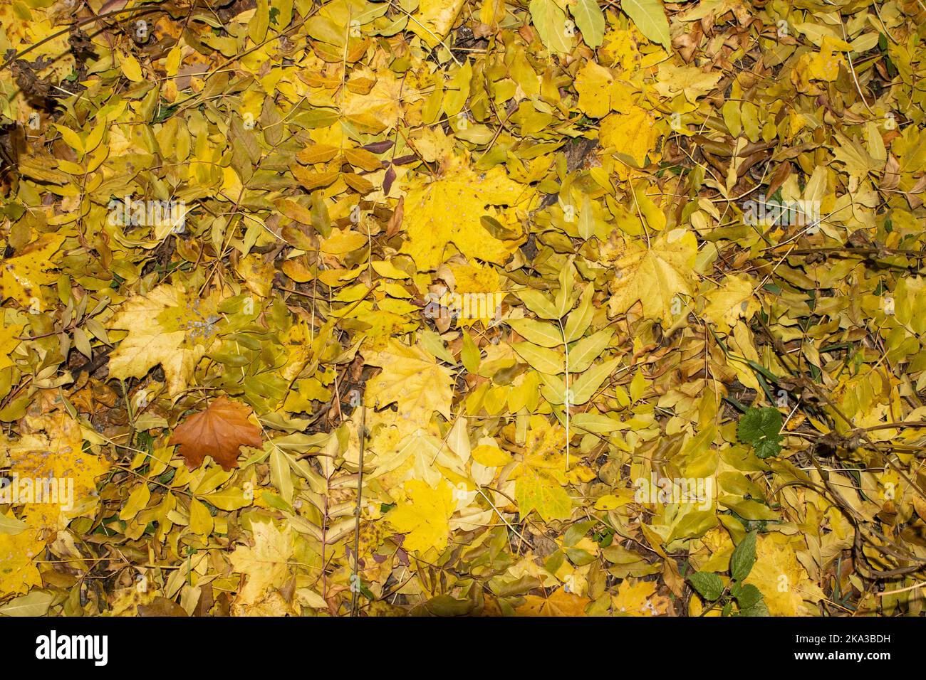 Wallpaper autumn leaves hi-res stock photography and images - Alamy