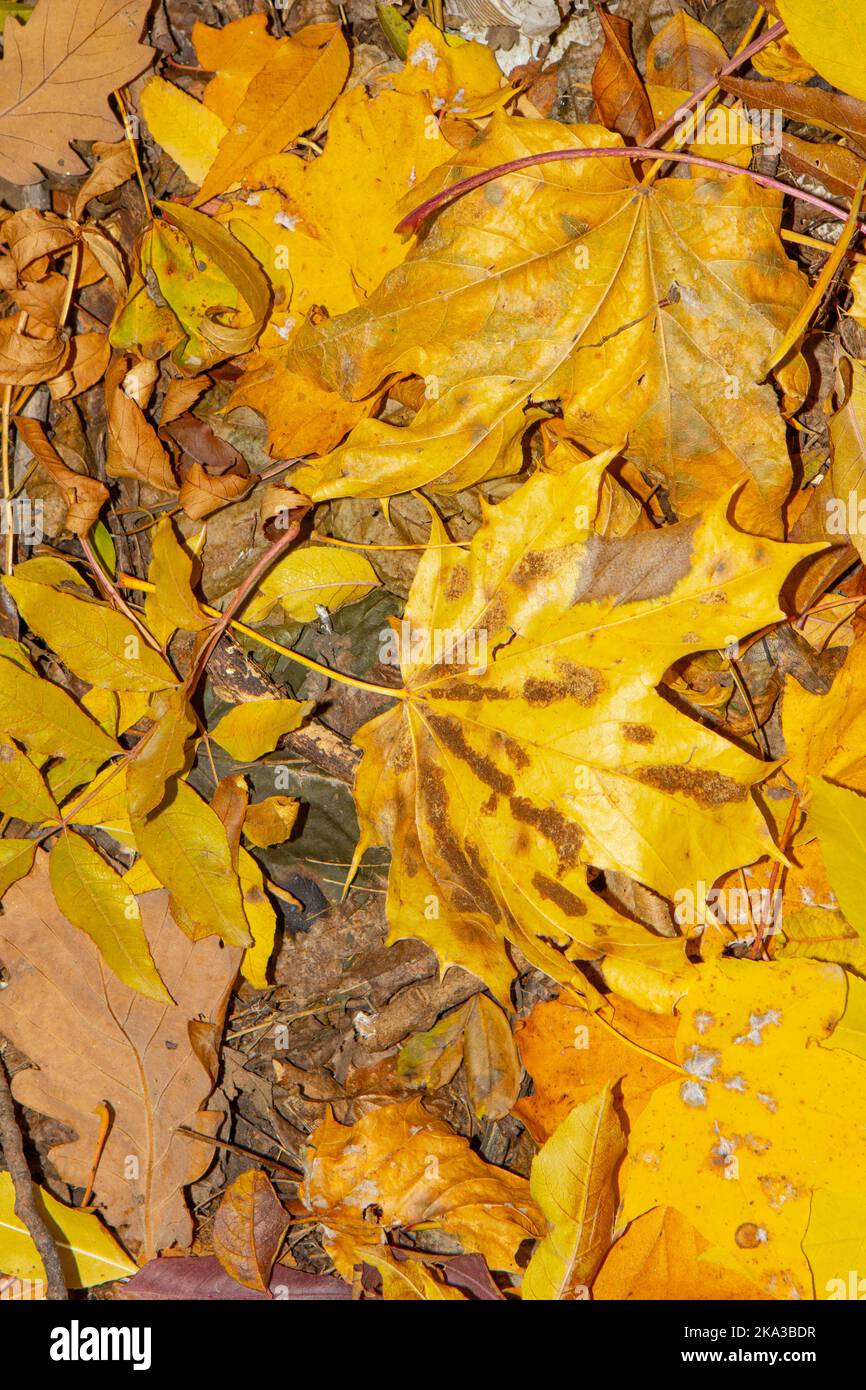 Wallpaper autumn leaves hi-res stock photography and images - Alamy