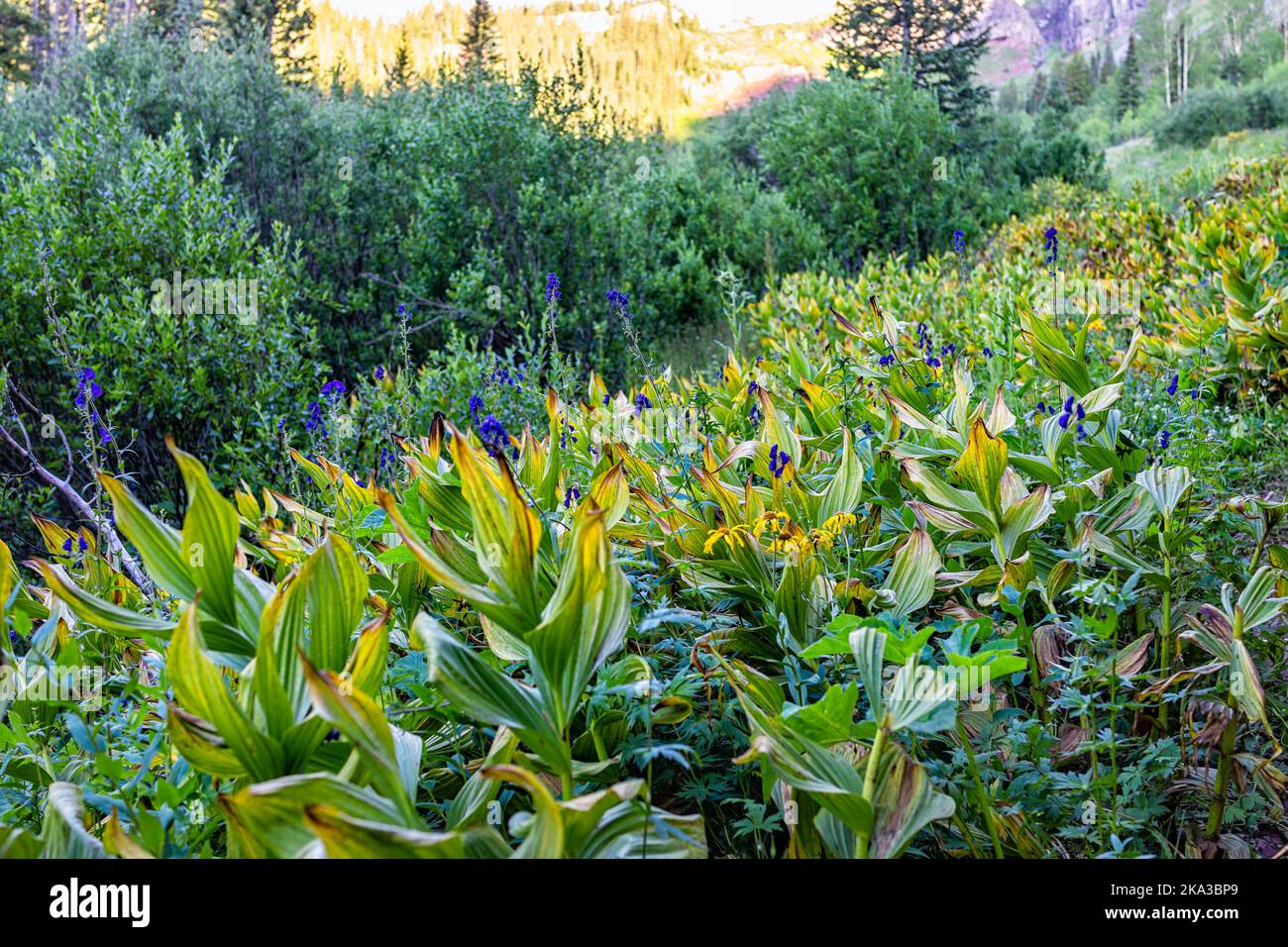 Hiking trail path to Ice lake in Silverton, Colorado in August summer morning sunrise with closeup of green false hellebore plants leaves foliage in v Stock Photo