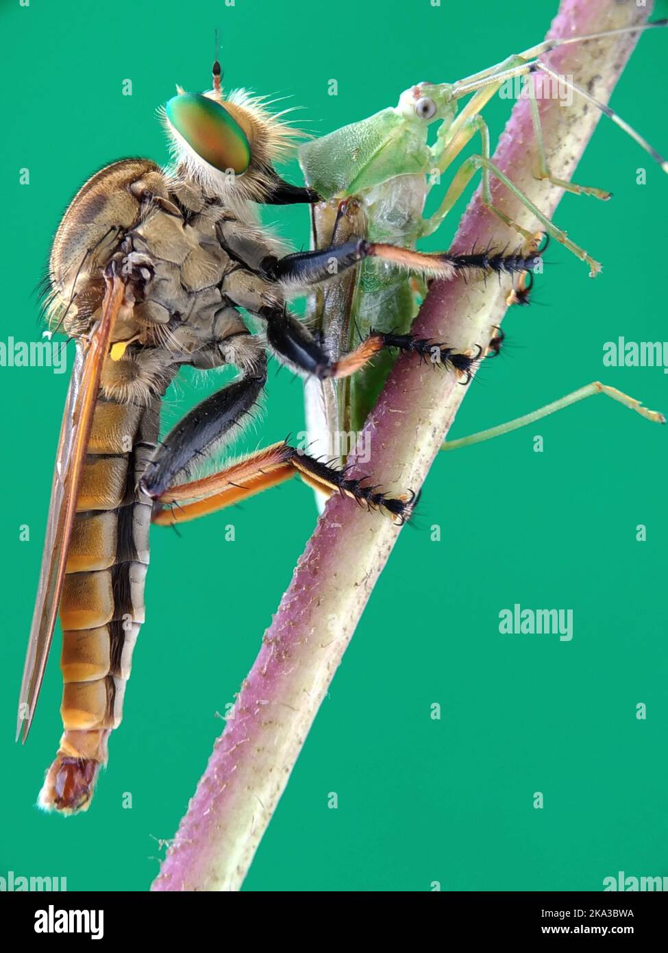 Predatory flies hi-res stock photography and images - Alamy