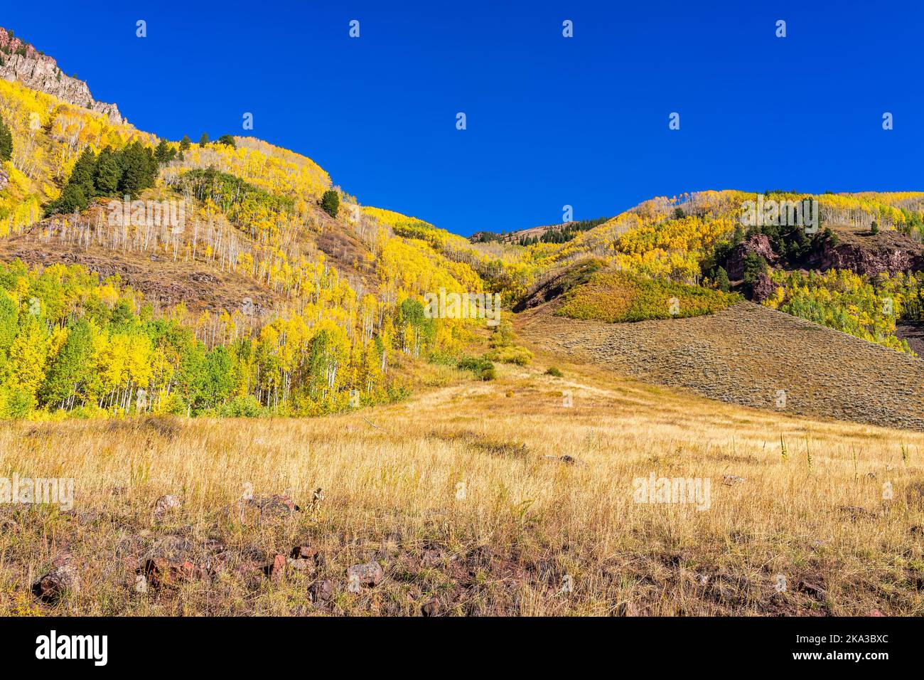 Maroon Bells area with vibrant yellow foliage aspen trees in Colorado rocky mountains autumn fall peak with deep blue sky on sunny day Stock Photo