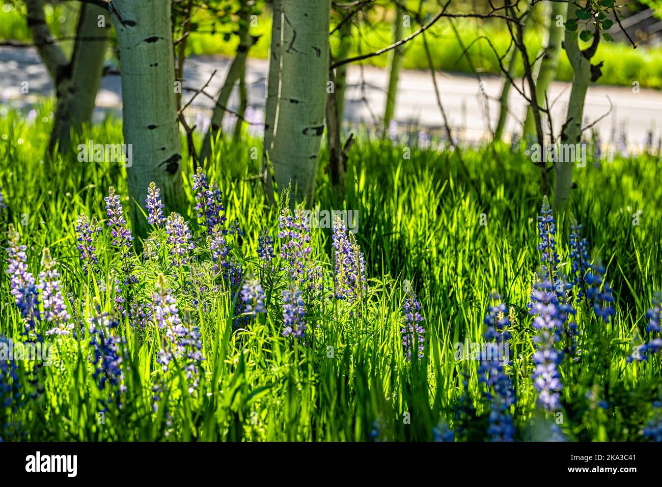 Sunshine over many blue purple lupine colorful wild flowers in small forest Aspen grove in Snowmass Village in Aspen, Colorado Stock Photo