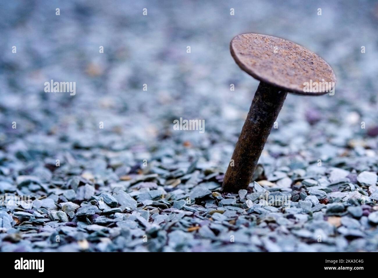Flat headed felt roofing nail with visible shaft, nail or tack is at an angle. Bluish tone to small chippings on roofing felt surface, soft background Stock Photo
