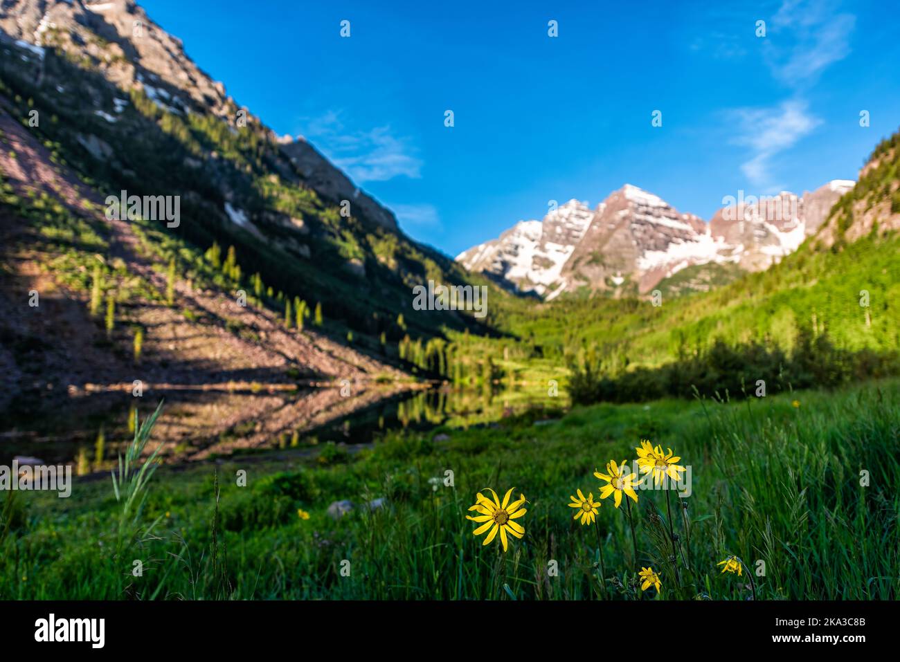 Group of yellow Helianthella uniflora, the oneflower helianthella, wildflowers in foreground of Maroon Bells lake and peak on sunny day in Aspen, Colo Stock Photo