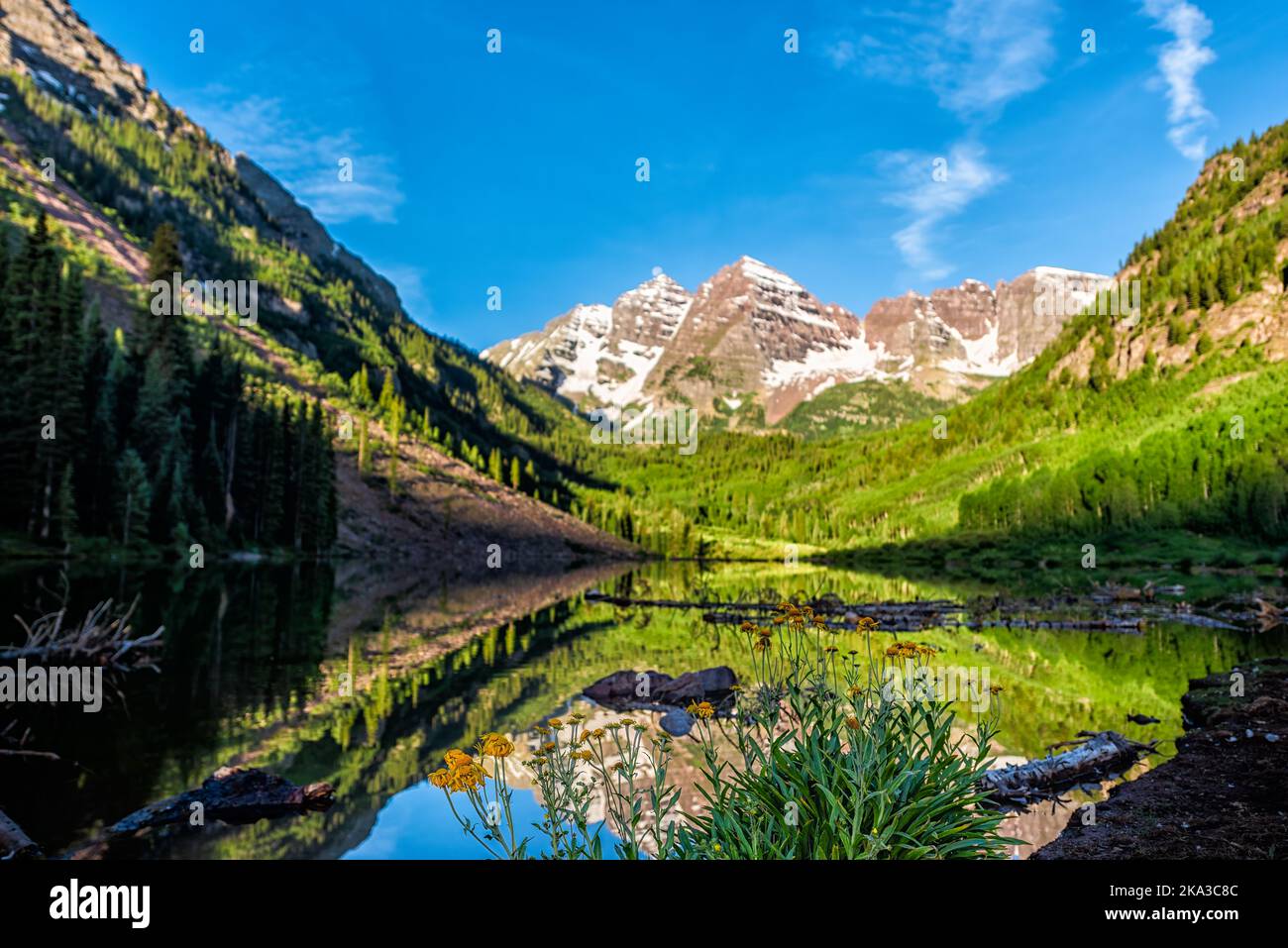 Group of yellow daisy Helianthella uniflora, the oneflower helianthella, flowers wildflowers in foreground of Maroon Bells lake and peak on sunny day Stock Photo