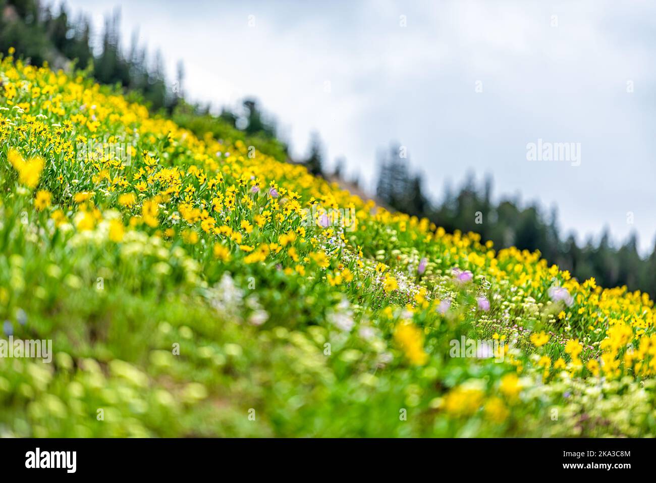 Albion Basin in Alta, Utah summer during wildflower season with many Oneflower helianthella yellow flowers in Wasatch mountains on meadow hill slope w Stock Photo