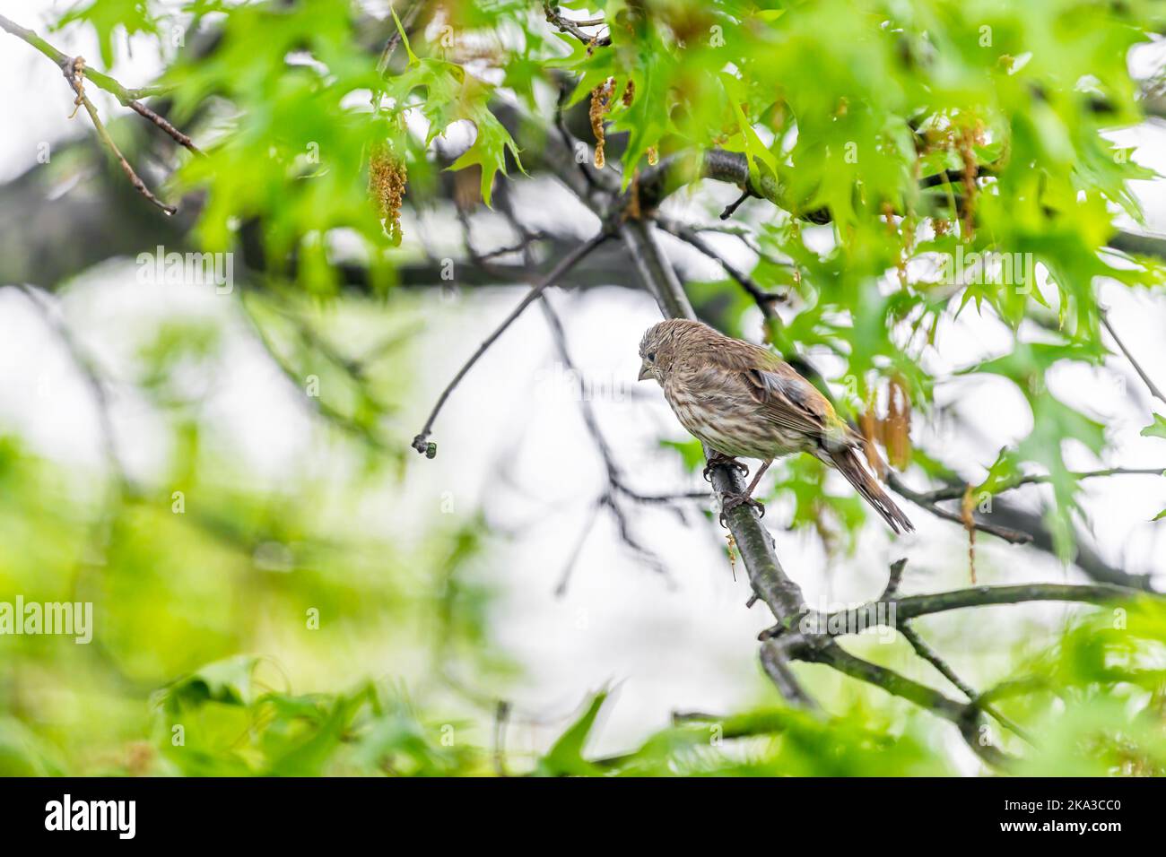Green oak tree with female house finch bird with striped brown color and bokeh background in Virginia perched on branch in spring Stock Photo