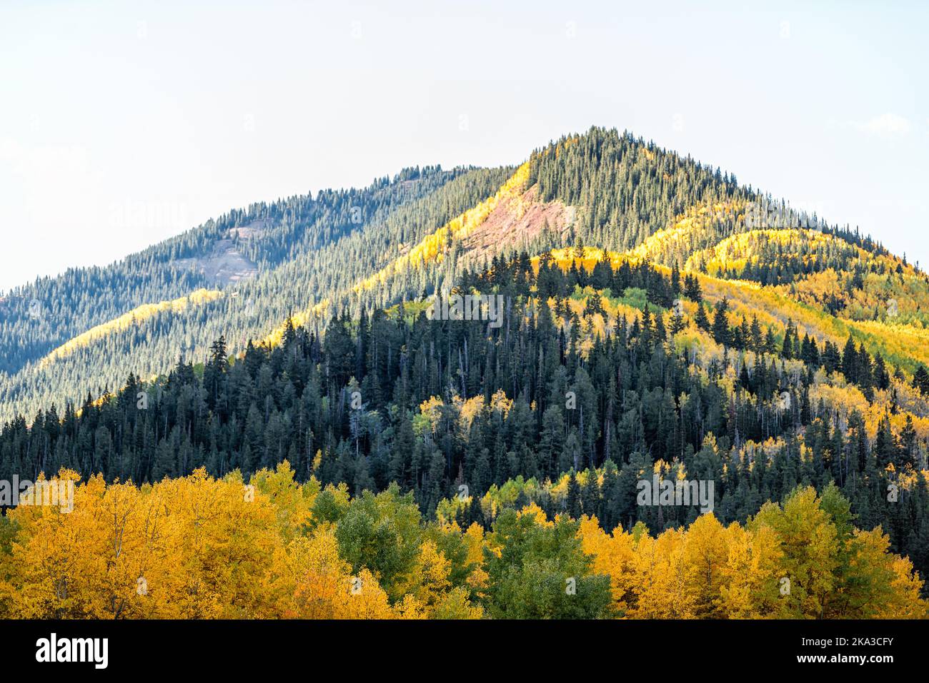 Castle Creek colorful green turning yellow orange leaves foliage on american aspen and coniferous pink trees in Colorado rocky mountains autumn fall o Stock Photo