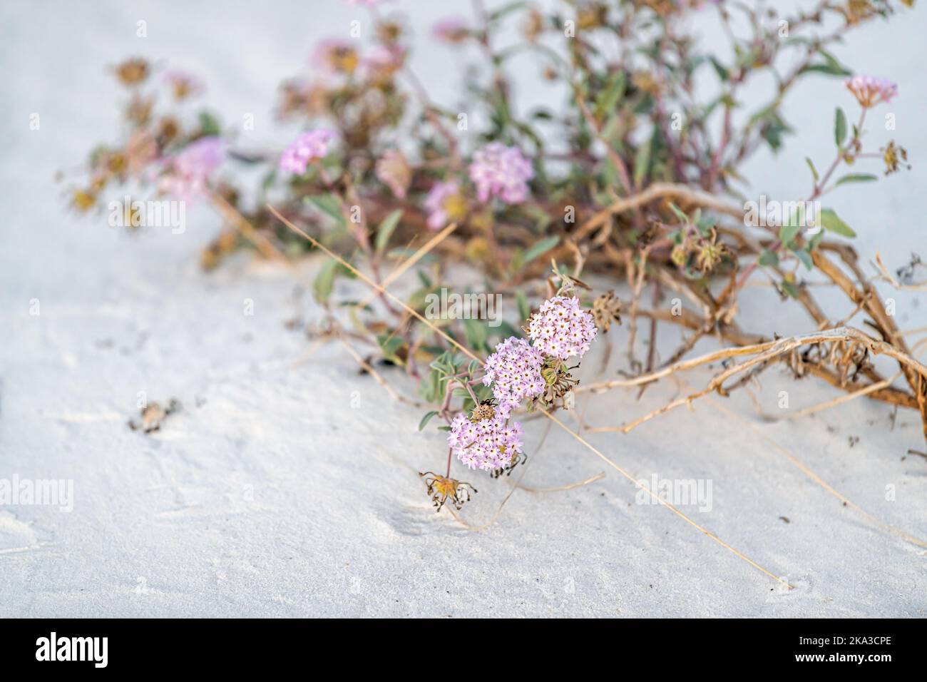 White sands dunes national park in New Mexico with closeup of purple sand verbena pink flowers plant on ground Stock Photo
