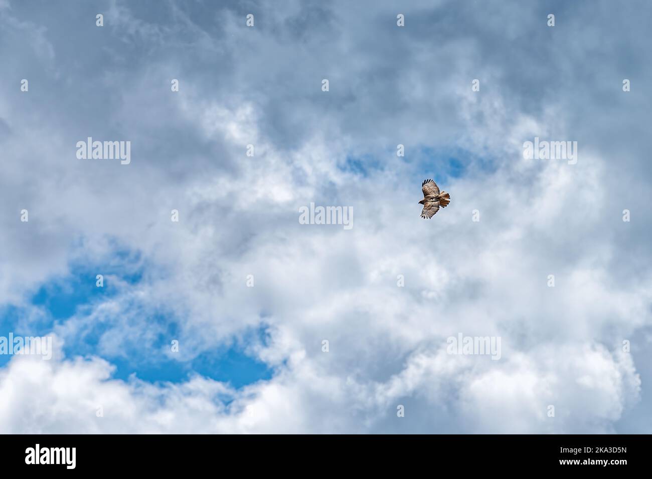 Red tailed hawk bird of prey spotted flying over sky on Kebler Pass, Colorado isolated against blue sky with clouds Stock Photo