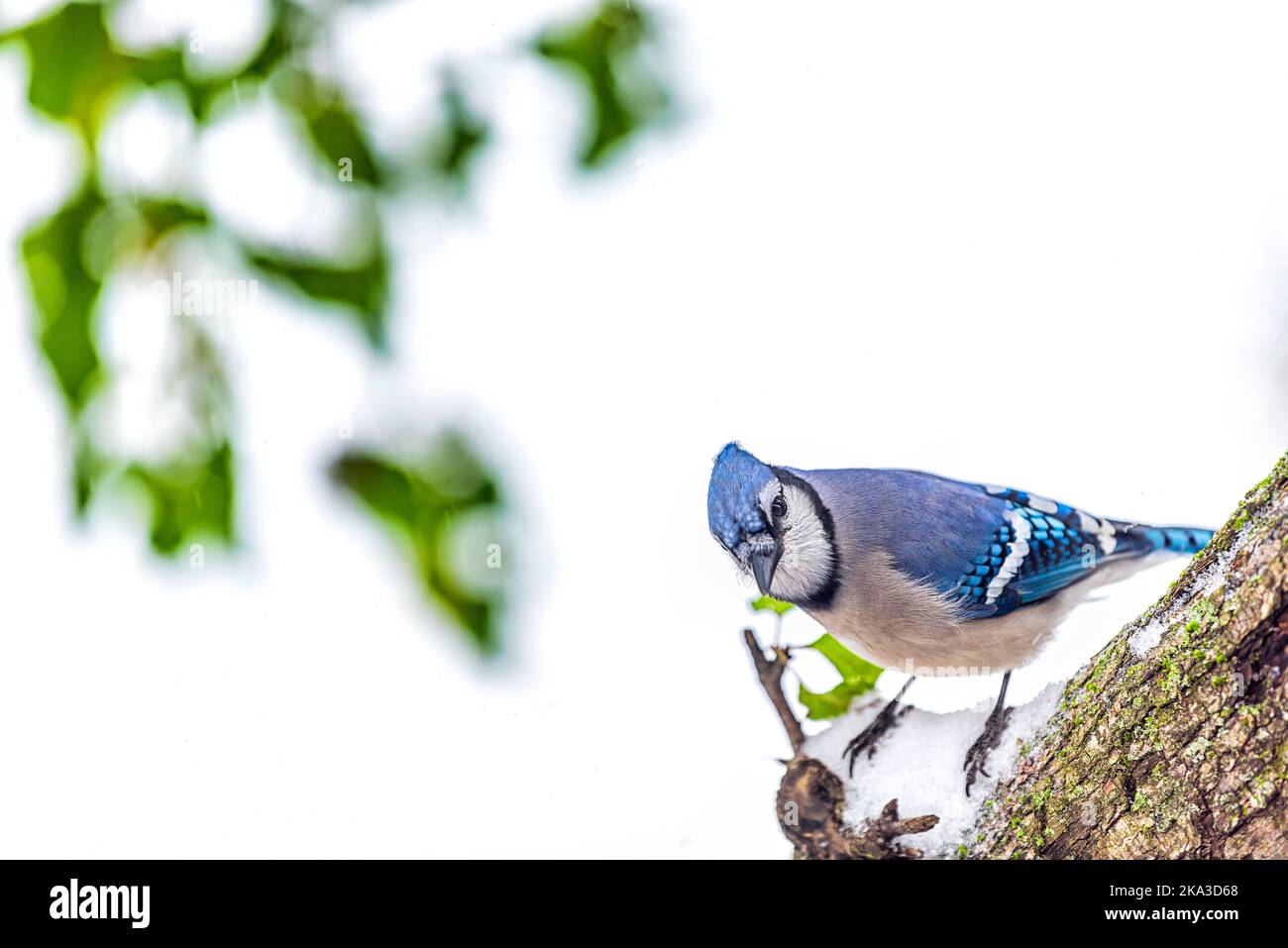 Closeup of one blue jay bird high angle above view of cyanocitta cristata perched on tree trunk branch in Virginia with snowy winter weather Stock Photo