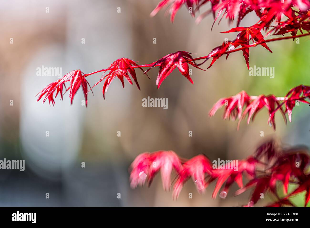 Macro closeup of red Japanese maple tree branch with leaves fall auautmn foliage in Kyoto, Japan with rain water drops Stock Photo