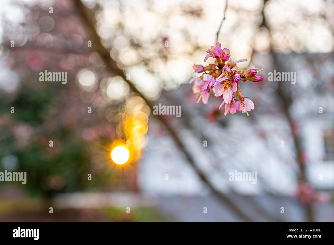 Macro closeup of pink vibrant bright cherry blossom sakura trees branch flowers with bokeh background of residential house with sun at sunset in sprin Stock Photo