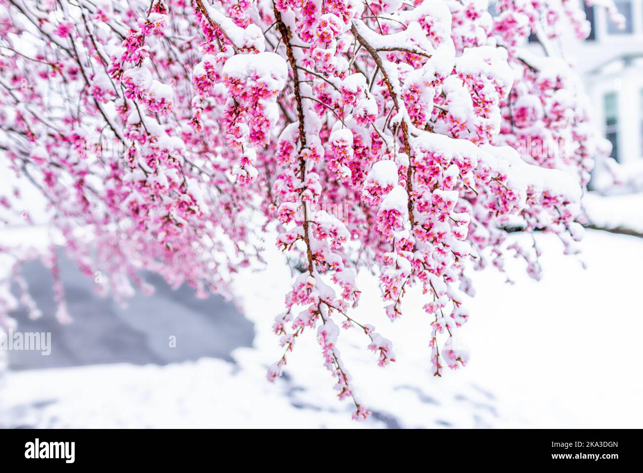 Cherry blossom snow dc hi-res stock photography and images - Alamy