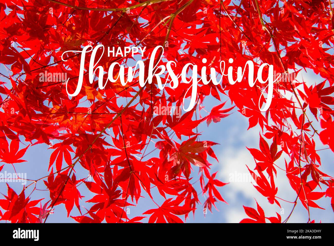 Red colorful maple leaves in fall, blue sky background - Happy Thanksgiving card Stock Photo