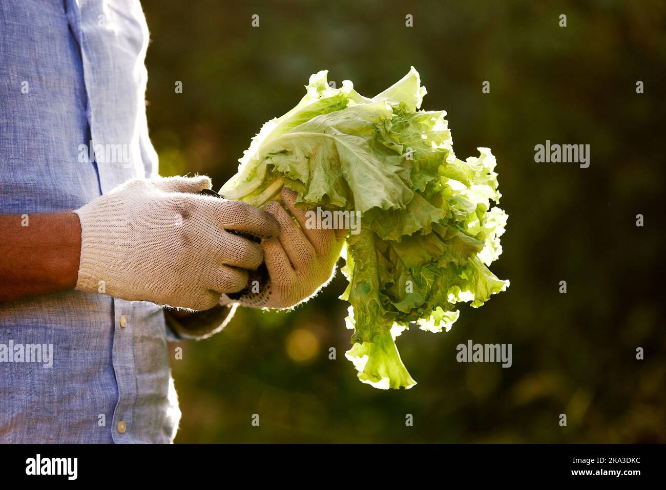 Young farmer holding a bunch of green fresh lettuce in his hands. Stock Photo