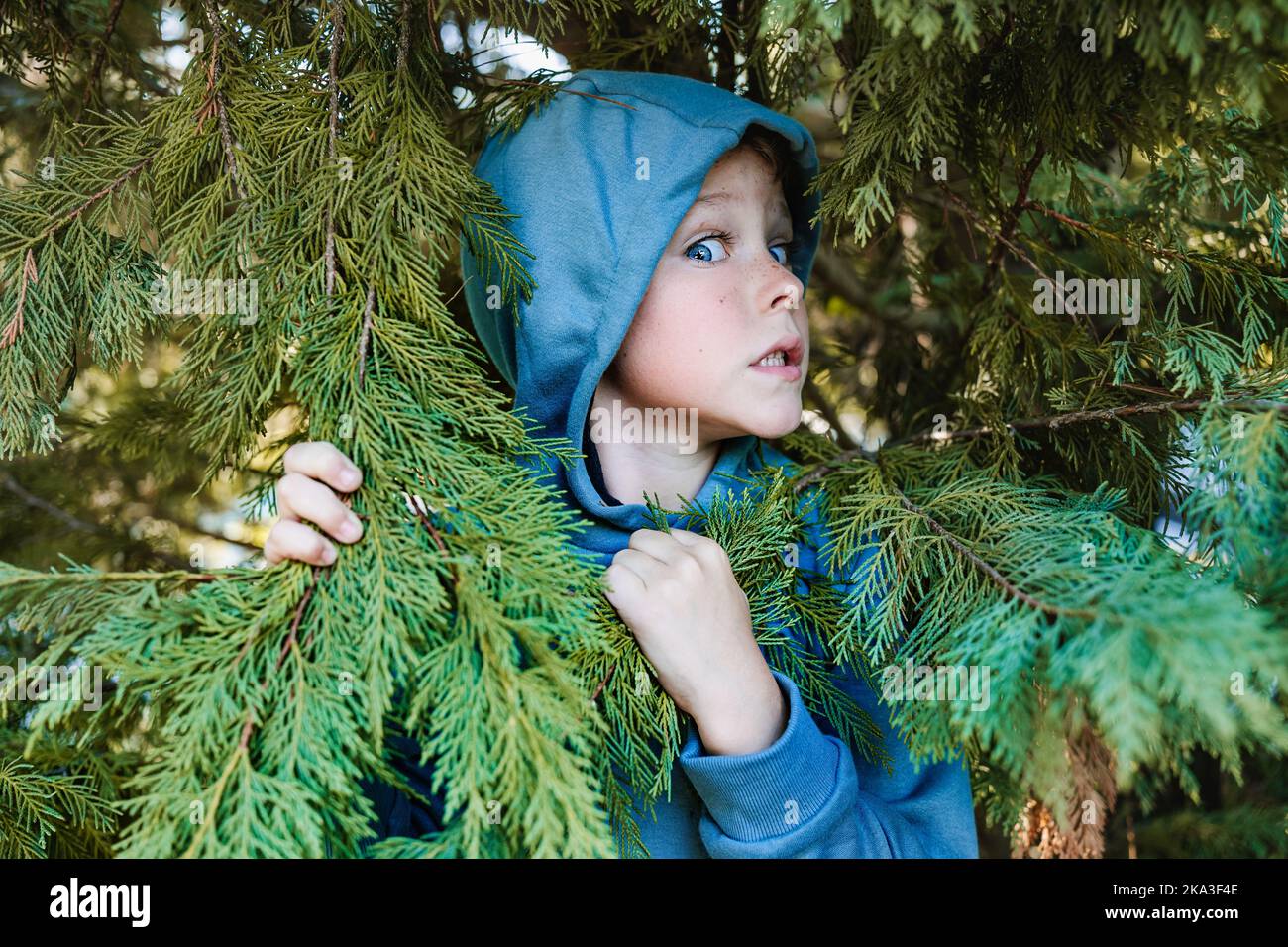 Frightened preteen boy in blue hoodie hiding behind branches of fur in