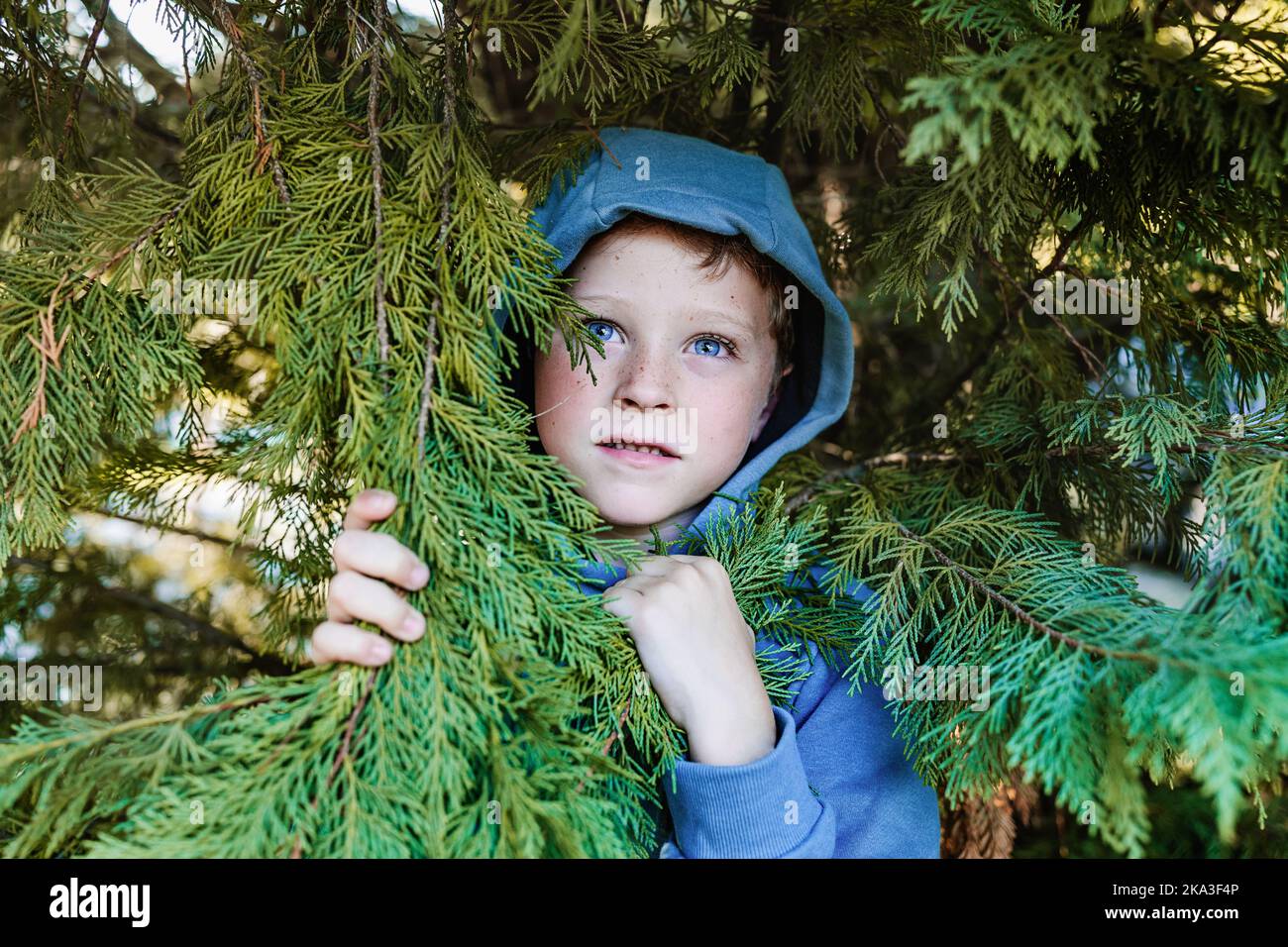 Frightened preteen boy in blue hoodie hiding behind branches of fur in forest and looking away Stock Photo