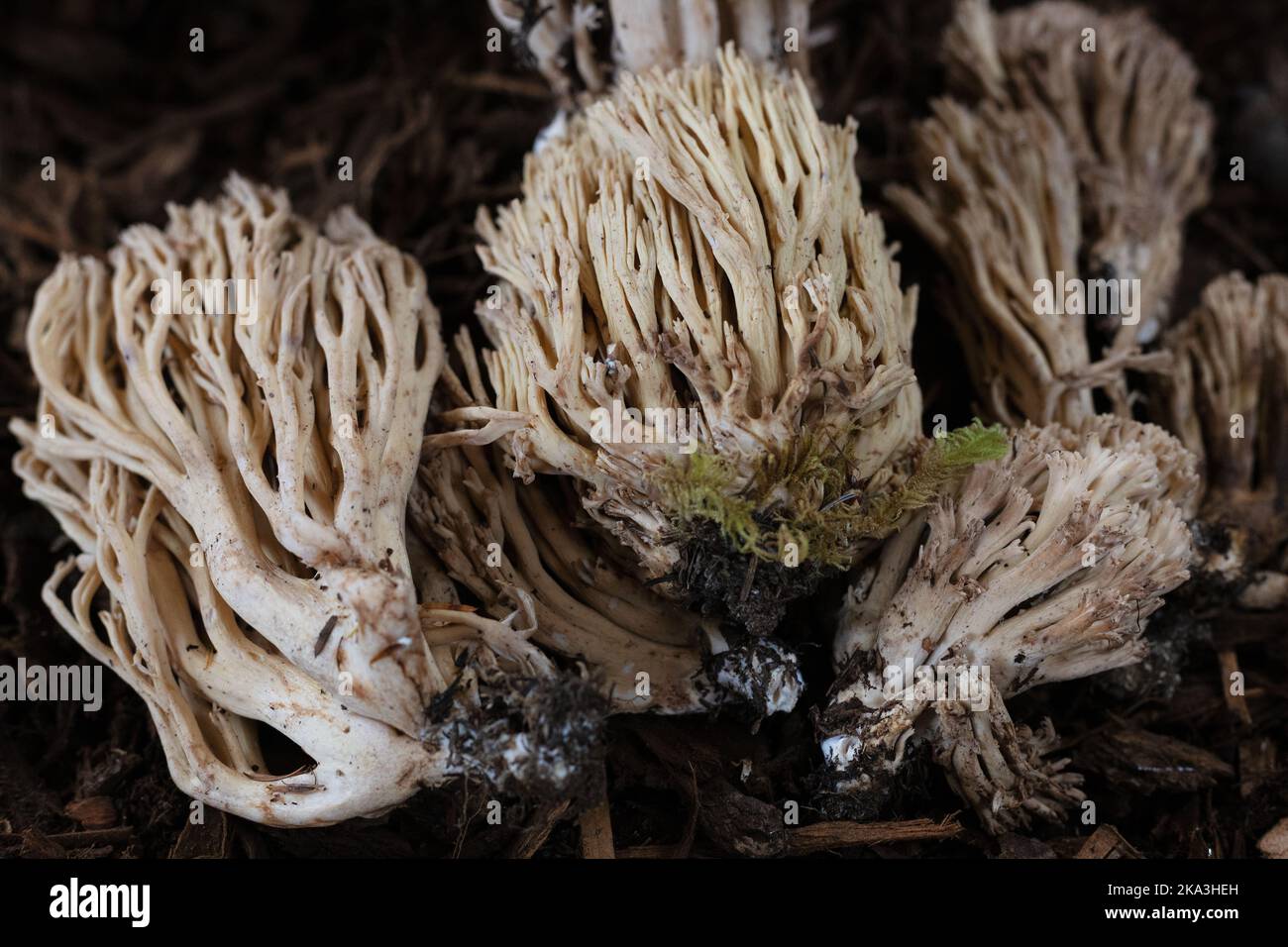 Ramaria acrisiccescens - blah coral mushrooms. Stock Photo