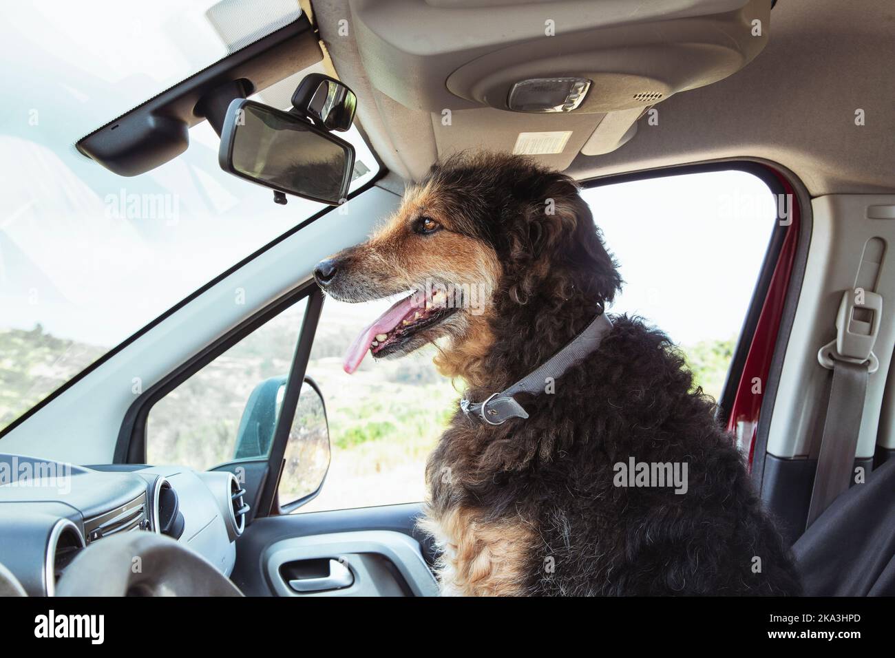 The dog sits on the vehicle's co-pilot seat. Stock Photo